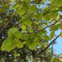 Tilia platyphyllos - Large Leaved Lime - Future Forests