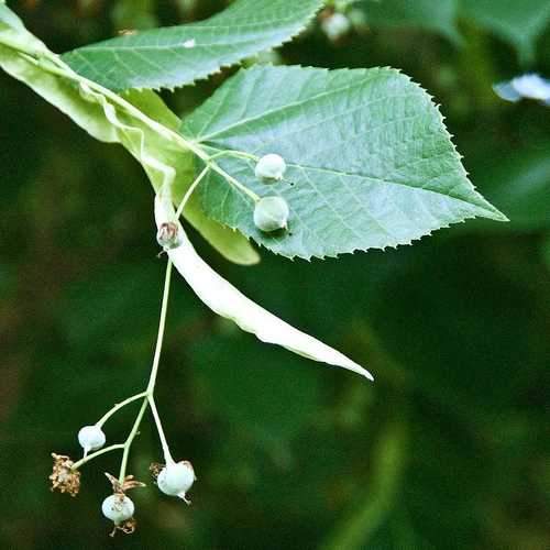 Tilia platyphyllos - Large Leaved Lime - Future Forests