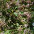 Trachelospermum asiaticum Pink Showers