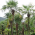 Trachycarpus fortuneii - Future Forests