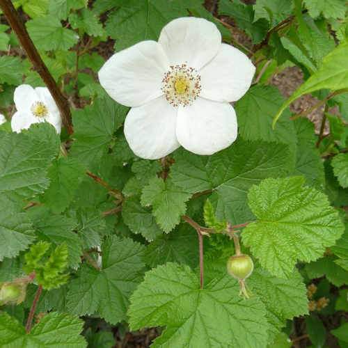 Rubus Benenden