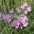 Tulbaghia violacea