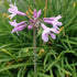 Tulbaghia violacea