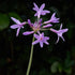 Tulbaghia violacea Variegata (syn Silverlace)