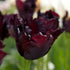 Tulip Black Parrot