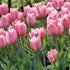 Tulip Albert Heijn - Future Forests