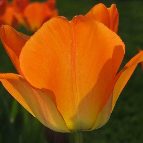 Tulipa 'Day Dream' - Future Forests