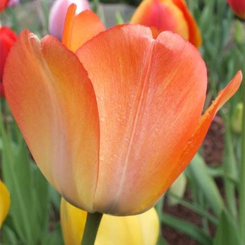 Tulipa 'Day Dream' - Future Forests