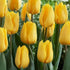 Tulipa 'Golden Apeldoorn' - Future Forests