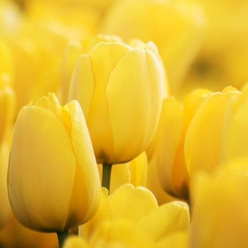 Tulipa 'Golden Apeldoorn' - Future Forests
