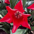 Tulipa Pieter de Leur - Future Forests
