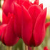 Tulipa Pieter de Leur - Future Forests