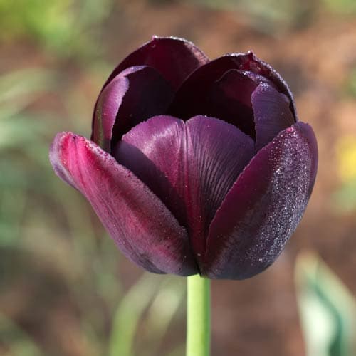 Tulipa 'Queen of Night' - Future Forests
