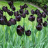 Tulipa 'Queen of Night' - Future Forests