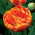 Tulipa 'Sunlover' - Future Forests
