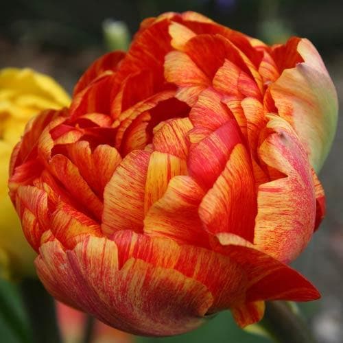 Tulipa 'Sunlover' - Future Forests