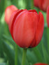 Tulipa 'Apeldoorn' - Future Forests