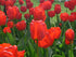 Tulipa 'Apeldoorn' - Future Forests