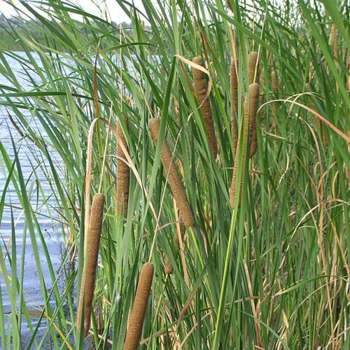 Typha angustifolia - Future Forests