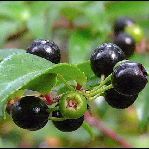 Huckleberry - Vaccinium ovatum Morris - Future Forests