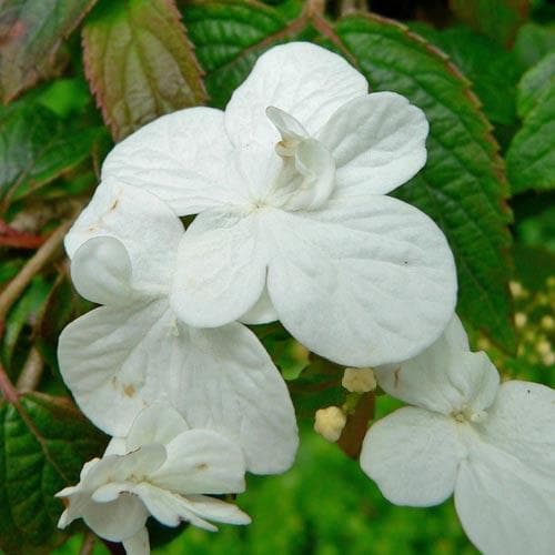 Viburnum plicatum f. tomentosum Shasta - Future Forests