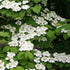 Viburnum plicatum f. tomentosum Shasta - Future Forests