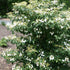 Viburnum plicatum Summer Snowflake - Future Forests