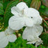 Viburnum plicatum Summer Snowflake - Future Forests
