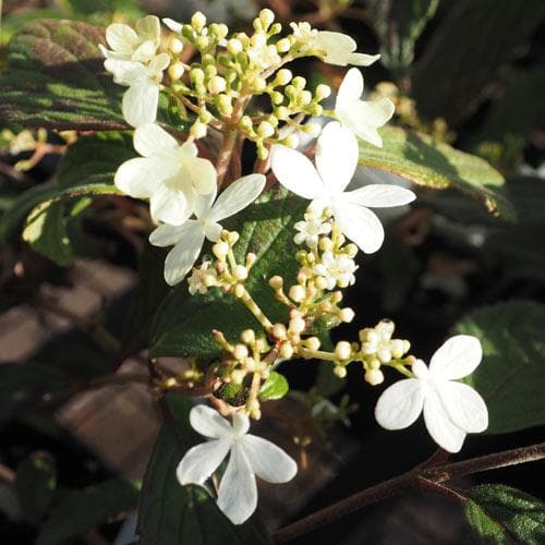 Viburnum plicatum Summer Snowflake - Future Forests