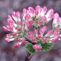Viburnum x burkwoodii Mohawk – Future Forests