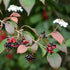 Viburnum plicatum Dart's Red Robin - Future Forests