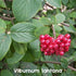Wildlife Fruiting Hedge Mix - Future Forests