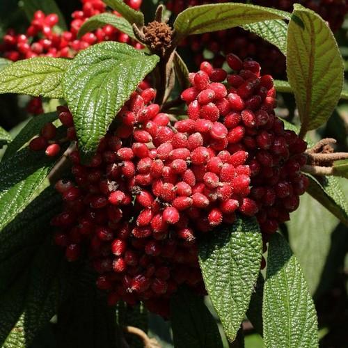 Viburnum rhytidophyllum - Future Forests