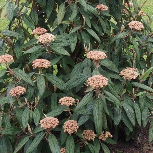 Viburnum rhytidophyllum - Future Forests