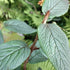 Viburnum rhyditophyllum Willowood - Future Forests