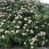 Viburnum rhyditophyllum Willowood - Future Forests