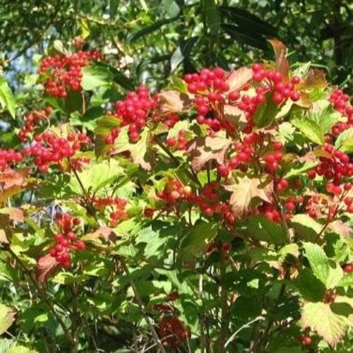 Viburnum opulus - Guelder Rose