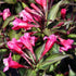 Weigela florida Wine and Roses - Future Forests