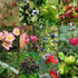 Wildlife Fruiting Hedge Mix - Future Forests