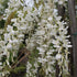 Wisteria brachybotrys f. albiflora Shiro-kapitan (Venusta)
