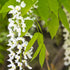 Wisteria brachybotrys f. albiflora Shiro-kapitan (Venusta)