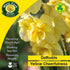Daffodil Yellow Cheerfulness - Future Forests