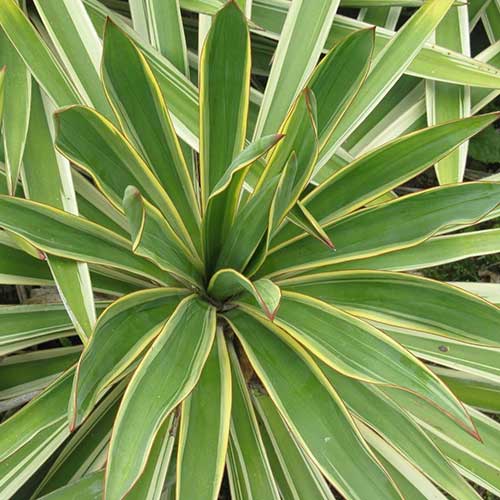 Yucca gloriosa Variegata