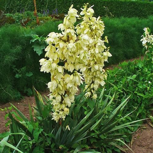 Yucca filamentosa