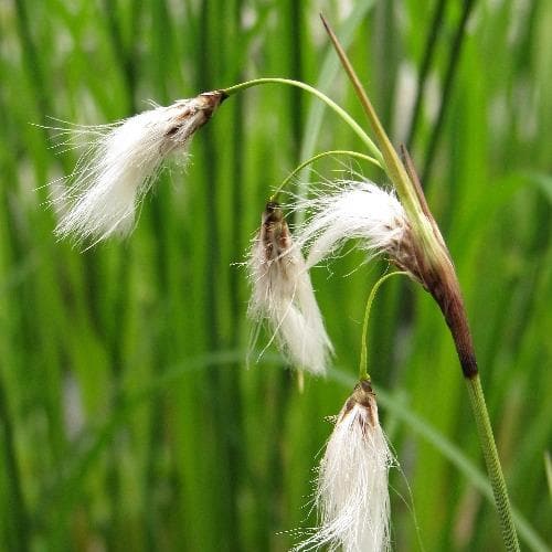 Cotton Grass (Eriophorum angustifolium) 5 Eriophorum angustifolium - Common Cotton Grass