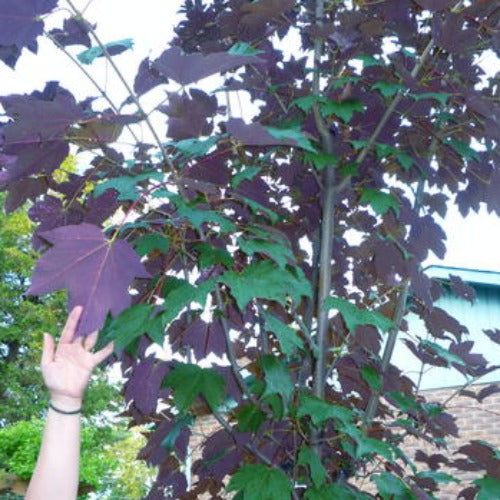 Acer pseudoplatanus Regal Petticoat