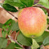 Apple American Mother - Future Forests