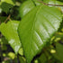 Betula utilis Jaquemontii Doorenbos - Himalayan Birch - Future Forests