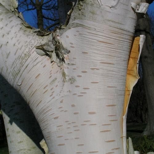 Betula utilis Jaquemontii Doorenbos - Himalayan Birch - Future Forests