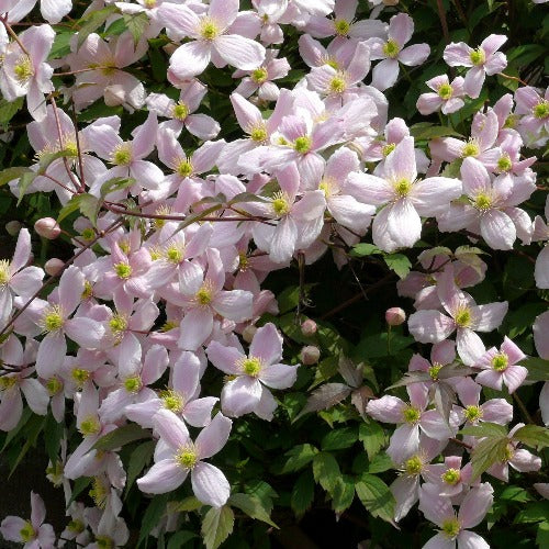 Clematis-montana-Fragrant-Spring